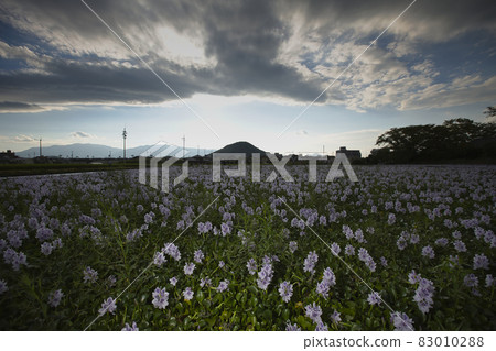 Photographed Aoi Nunobukuro at the site of Motoyakushiji Temple in Kashihara City, Nara Prefecture 83010288