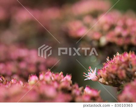 Sedum that has begun to bloom Sedum that has begun to bloom 83010363