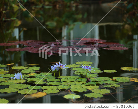 開花在多雲天氣的熱帶睡蓮 開花在多雲天氣的熱帶睡蓮 83010365