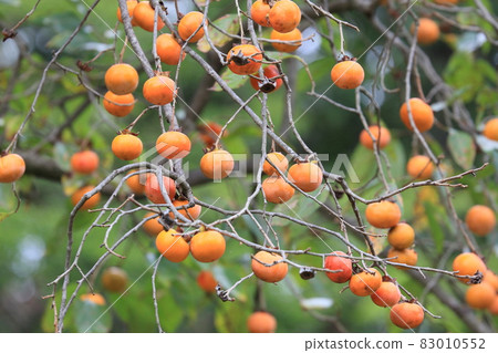 柿子果實里山柿子樹 83010552