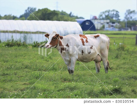 Ranch landscape-Holstein Ranch landscape-Holstein 83010554