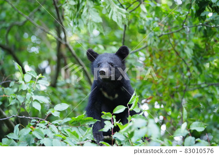野生黑鰭金槍魚和黑熊 83010576