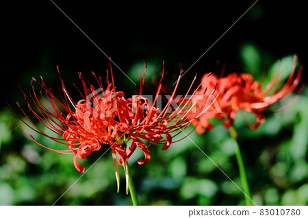 Passion flowers Passion flowers 83010780