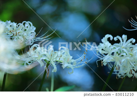 激情花 激情花 83011210