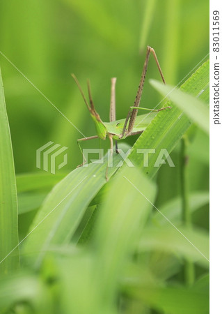 Green grasshopper Green grasshopper 83011569