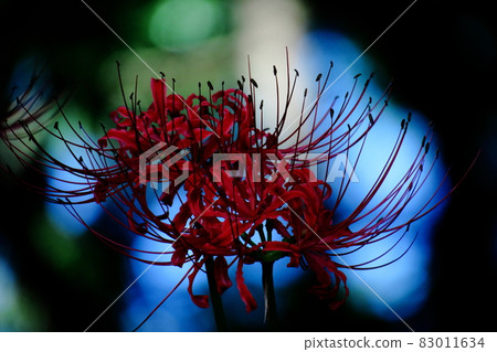 激情花 激情花 83011634