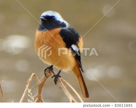 Daurian Redstart perched on a branch of a plant that grows naturally in the Umeda River Daurian Redstart perched on a branch of a plant that grows naturally in the Umeda River 83011691