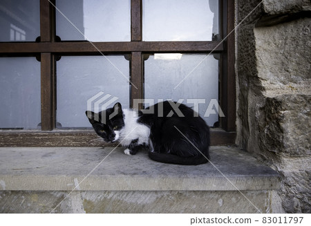 Abandoned cat in a window 83011797