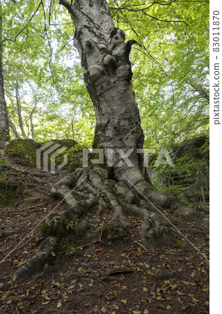 Ancient tree in a green forest 83011870