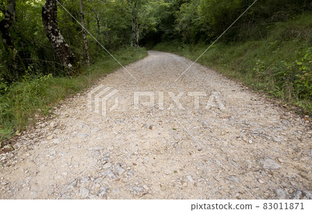 Deep path in the forest Deep path in the forest 83011871