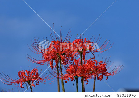 Passion flowers 83011970