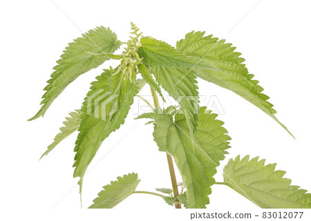 Fresh nettle. High nettle plant 83012077