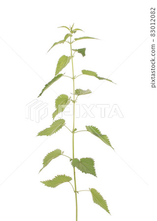 Fresh nettle. High nettle plant 83012082
