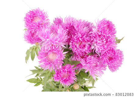 Flowers of centaurea dealbata Flowers of centaurea dealbata 83012083