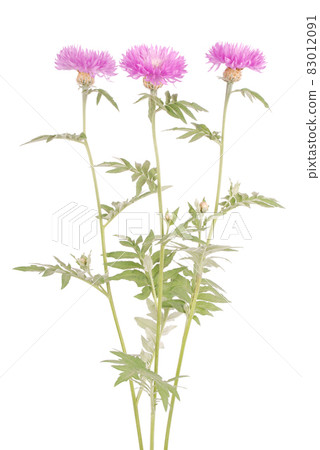 Flowers of centaurea dealbata 83012091