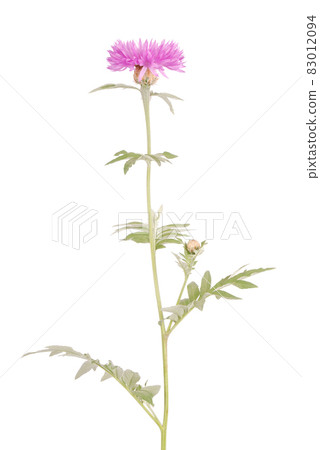 Flowers of centaurea dealbata Flowers of centaurea dealbata 83012094