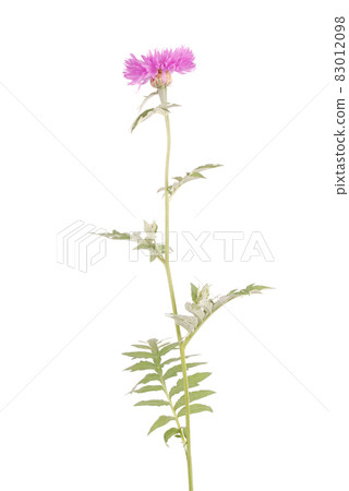 Flowers of centaurea dealbata Flowers of centaurea dealbata 83012098