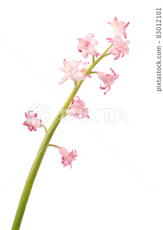 Close up of pink bluebell, also known as pink hyacintoides Close up of pink bluebell, also known as pink hyacintoides 83012101