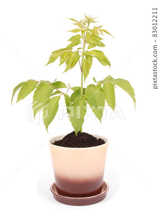 Ceramic brown flower pot and green plant Ceramic brown flower pot and green plant 83012211