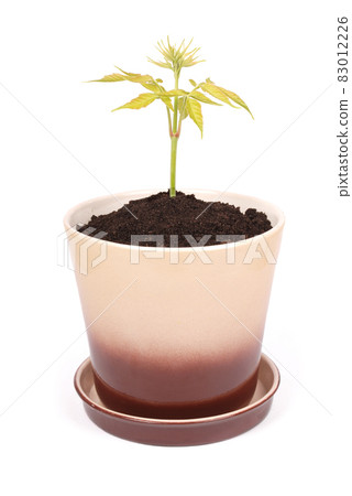 Ceramic brown flower pot and green plant Ceramic brown flower pot and green plant 83012226