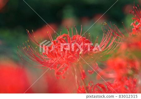 激情花 激情花 83012315