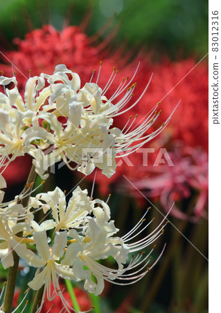 激情花 激情花 83012316