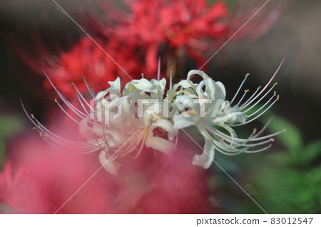 Passion flowers 83012547