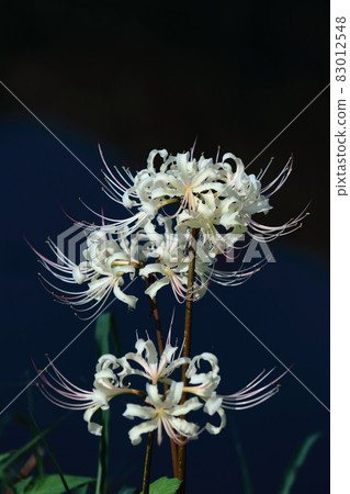 Passion flowers 83012548