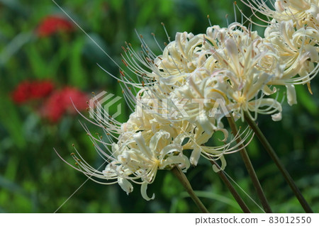 Passion flowers 83012550