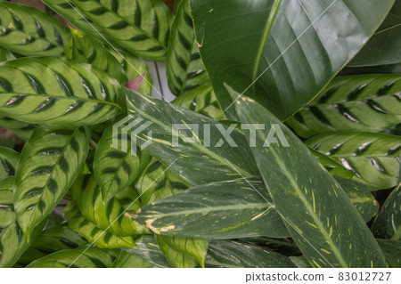 Closeup green leaves of indoor plants, calathea and ficus lyrata. Full Closeup green leaves of indoor plants, calathea and ficus lyrata. Full 83012727