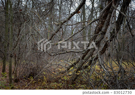 Gloomy forest landscape. Late autumn, fallen leaves. Gloomy forest landscape. Late autumn, fallen leaves. 83012730