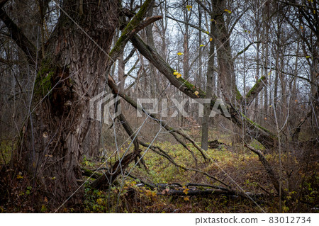 Gloomy forest landscape. Late autumn, fallen leaves. Blur and Gloomy forest landscape. Late autumn, fallen leaves. Blur and 83012734