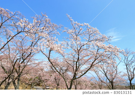 Cherry tree in full bloom Cherry tree in full bloom 83013131