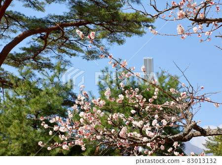 Plum blossoms in full bloom Plum blossoms in full bloom 83013132