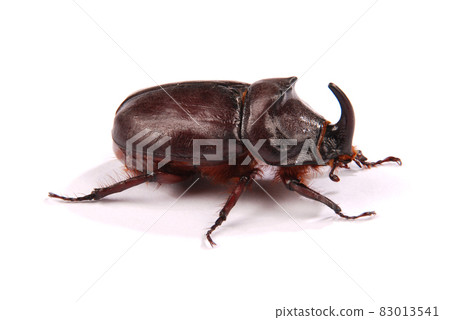 Rhinoceros beetle (Oryctes nasicornis) Rhinoceros beetle (Oryctes nasicornis) 83013541