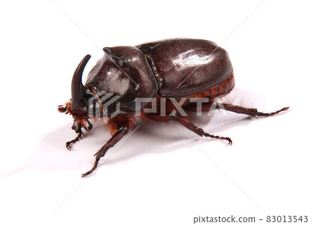 Rhinoceros beetle (Oryctes nasicornis) Rhinoceros beetle (Oryctes nasicornis) 83013543