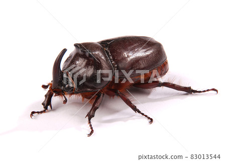 Rhinoceros beetle (Oryctes nasicornis) 83013544