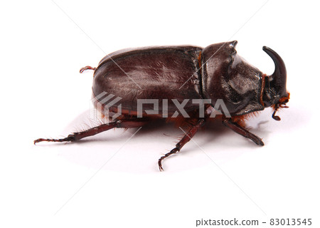 Rhinoceros beetle (Oryctes nasicornis) Rhinoceros beetle (Oryctes nasicornis) 83013545