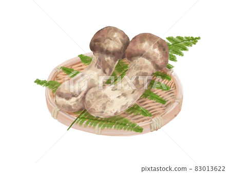 Matsutake mushrooms in a colander Matsutake mushrooms in a colander 83013622