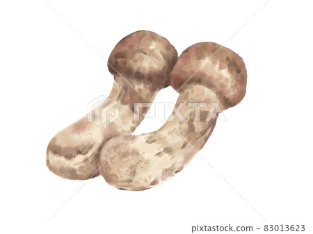 2 matsutake mushrooms 2 matsutake mushrooms 83013623
