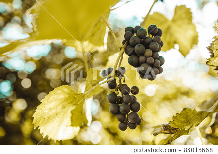 Bunch of blue grapes in the vineyard at sunset before harvest 83013668