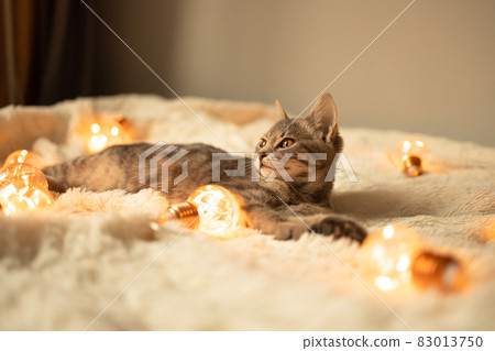 lazy gray tabby kitten relaxing on a soft knitted blanket on a sofa decorated with LED lights on light background. lazy gray tabby kitten relaxing on a soft knitted blanket on a sofa decorated with LED lights on light background. 83013750