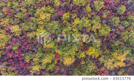 autumn multicolored deciduous forest top view from a quadrocopter 83013776