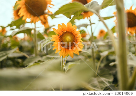 Beautiful field of blooming sunflowers against sunset. Agricultural rural background, nature summer landscape 83014069