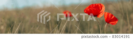 Hello spring. Beautiful poppy field landscape in full bloom. Red poppy meadow in the sunlight. Wide format, copy space. soft focus Hello spring. Beautiful poppy field landscape in full bloom. Red poppy meadow in the sunlight. Wide format, copy space. soft focus 83014191