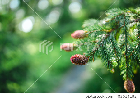 Christmas fir tree branches with young spruce cones background Christmas fir tree branches with young spruce cones background 83014192