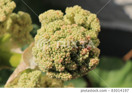 Rhubarb flower buds (flower buds) 83014197