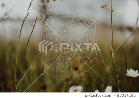 Brown spider weaves a web with dew drops in a foggy forest 83014198