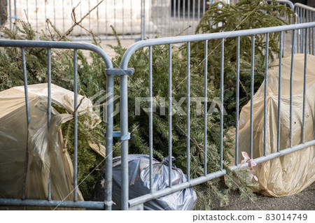 Used Christmas trees behind the fence in France Used Christmas trees behind the fence in France 83014749