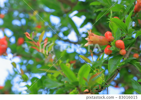 Pomegranate flowers and buds Pomegranate flowers and buds 83016015